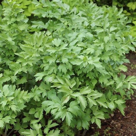 10 of the best herbs to grow in your garden | Gardeningetc