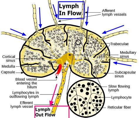 Lymph Nodes - Causes of Swollen Lymph Nodes in Neck, Groin, Armpit