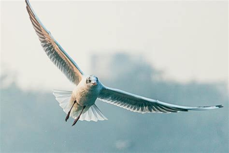 Close-up of a Flying Seagull · Free Stock Photo