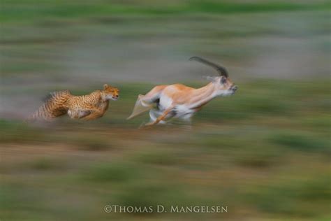 The Great Chase — Cheetah and Grant's Gazelle by Thomas D. Mangelsen