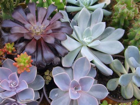 Cactus and Succulent Care for Beginners | World of Succulents