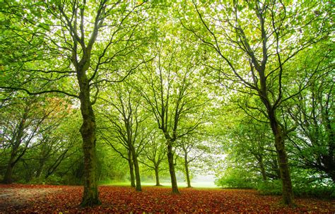 forest, Trees, Nature, Autumn Wallpapers HD / Desktop and Mobile Backgrounds