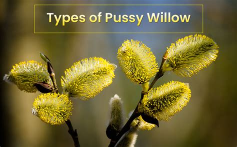 Types Of Pussy Willow Trees – Easy Going & Simple To Grow ...