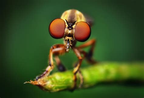 30 Beautiful And Eye Catching Macro Photography