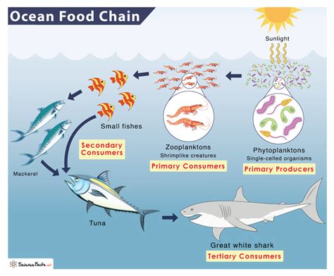 Ocean (Marine) Food Chain: Examples and Diagram