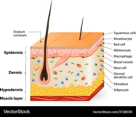 Layers Of The Skin Diagram