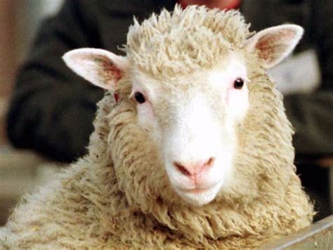 Where Dolly the cloned sheep is now - Business Insider