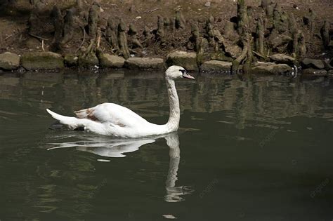 White Swan In Symbol Tranquil Photo Background And Picture For Free Download - Pngtree