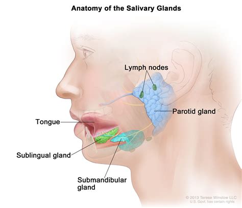 Submandibular Lymph Nodes