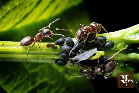 Effective Aphid Control Using Neem Oil: 8 Easy Steps - Evergreen Seeds