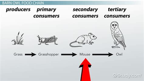 Barn Owl Food Web