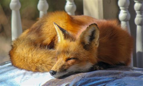 Every Pet Fox Species and How to Care for Them - PetHelpful