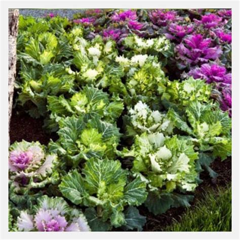 Flowering Cabbage Flower Seeds