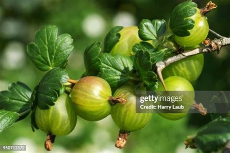 384 Gooseberry Bush Stock Photos, High-Res Pictures, and Images - Getty Images