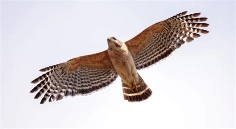 8 Species Of Hawk In Massachusetts