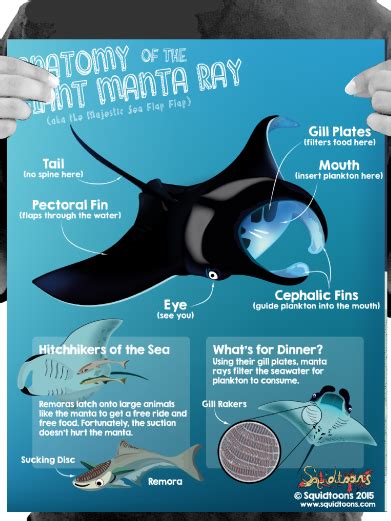 Stingray Anatomy - Anatomical Charts & Posters