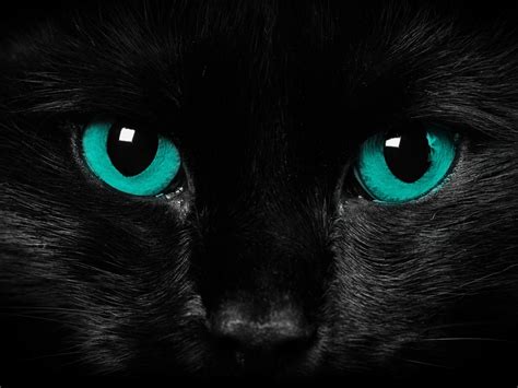 black-cat-blue-eyes-cat-wallpaper. - Animals Wallpaper (36524899) - Fanpop