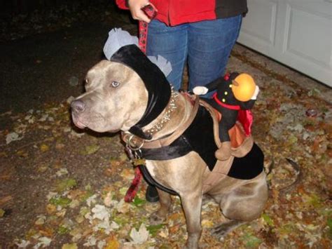 Life's the Pits... Bulls that is: Halloween Costumes for Pit Bulls