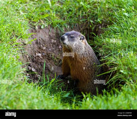 Groundhog Burrow