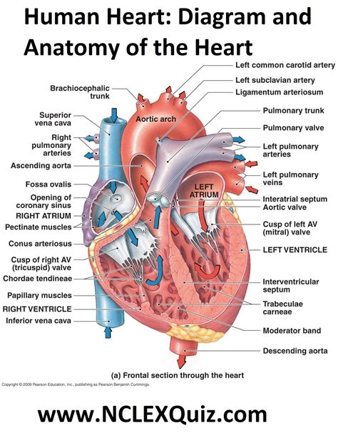 Human Heart: Diagram and Anatomy of the Heart - StudyPK