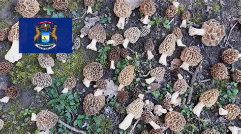 Where To Find Mushrooms In Michigan - MushroomStalkers