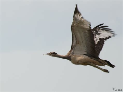 flying kori bustard, kori bustard : Story of Africa