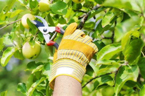 Tips for Pruning Fruit Trees - Homesteader DepotHomesteader Depot