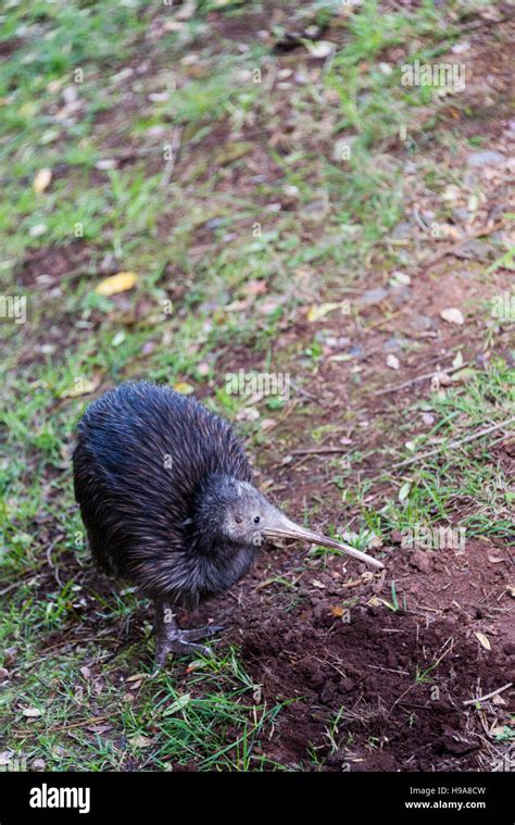 New Zealand Kiwi Bird Stock Photo - Alamy