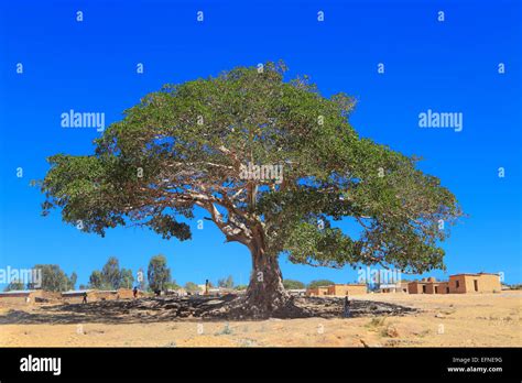 Wild Fig Tree High Resolution Stock Photography and Images - Alamy