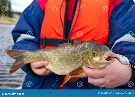 Ide Fish in the Hands of the Angler. Big Ide Fish Stock Photo - Image of natural, animals: 265929536