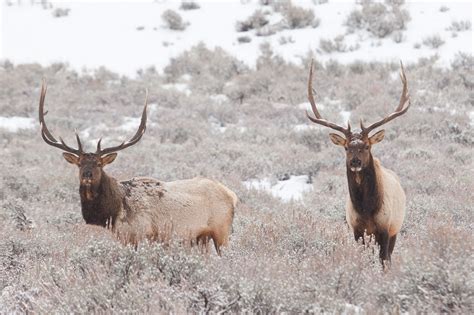 slideshow (92) | Jackson Hole Wildlife Safaris | Jackson Hole Wildlife ...