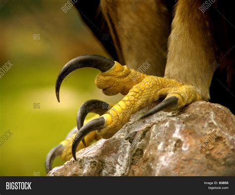 Real Eagle Claws Image & Photo (Free Trial) | Bigstock