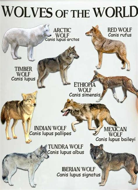 Pin by Susan Pietrzyk on Wolf pup | Wolf dog, Animals wild, Indian wolf