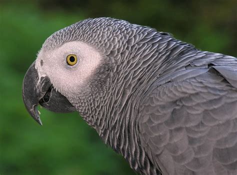 African Grey Parrot Close up - Animals Town