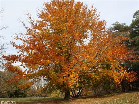 American Beech Tree - Fagus grandifolia - North American Insects ...