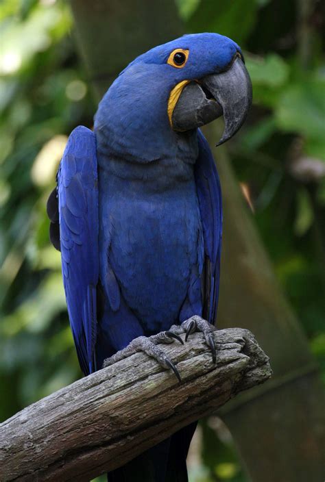 Hyacinth macaw - Wikipedia