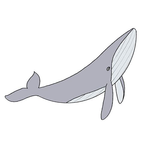 How to Draw a Humpback Whale - Easy Drawing Tutorial For Kids