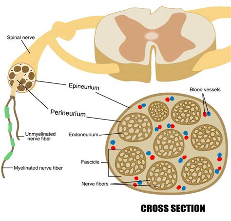 Nerves Diagram