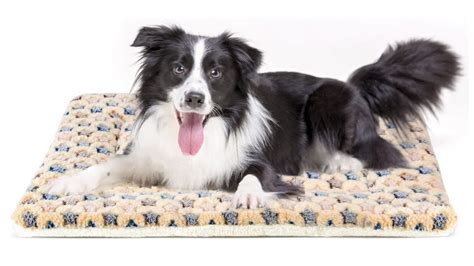 Best dog beds for crates to make a soft and cosy haven