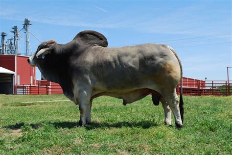 Brahman Sale Cattle – Grand Bar Ranch – Located in Florida