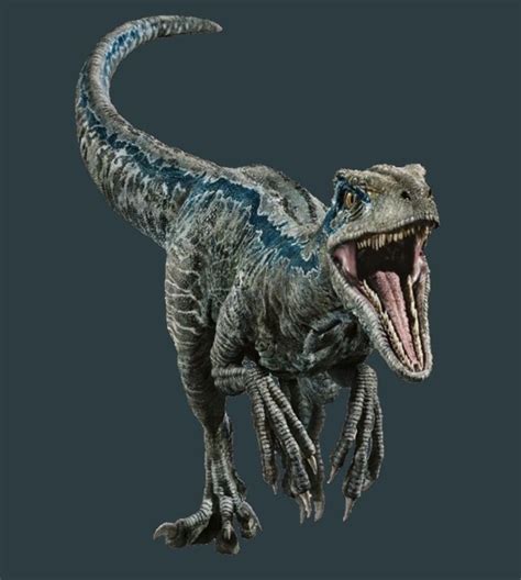 34 best BLUE the velociraptor images on Pinterest | Dinosaurs, Jurassic park and Raptors