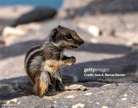 328 Sandy The Squirrel Stock Photos, High-Res Pictures, and Images - Getty Images