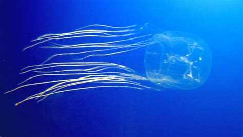 Scientists Discover Potential Antidote to Box Jellyfish Venom ...