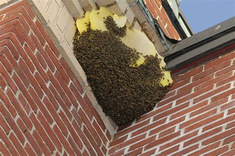 What is the Average Cost of Bee Removal? | Florida Bee Removal