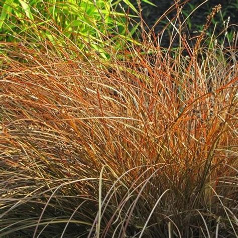 Carex Prairie Fire Ornamental Grass Seeds Carex testacea | Etsy Patio Plants, Landscaping Plants ...