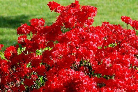 How to Grow and Care for 'Stewartstonian' Azalea Shrubs