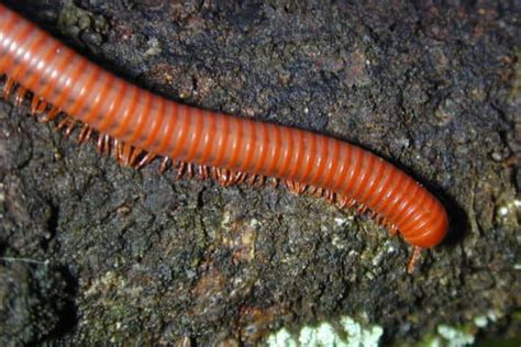 Millipede (Diplopoda) | AZAnimals.com