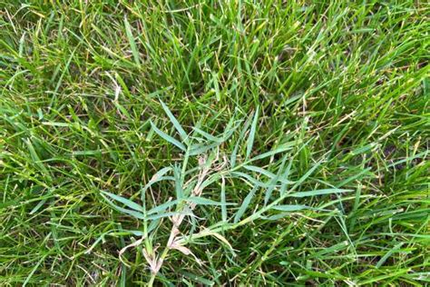 Pain in the grass: Bermudagrass - Plant & Pest Diagnostics