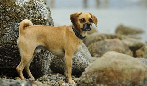 Puggle Dog Breed Information