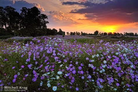 Wildflower Sunset Landscape - Cosmos bipinattus in Magaliesburg, South ...